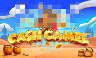 play Cash Camel online slot